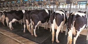 Latte, allarme Fedagripesca: “A rischio il 70% della produzione per aumento dei prezzi dei mangimi”